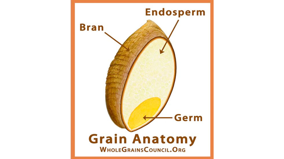anatomía de un cereal integral